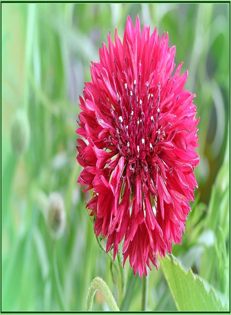 100 بذور من نبات Centaurea Cyanus Double Red Ball - زهرة الذرة الحمراء / زهرة الذرة - 100 بذرة