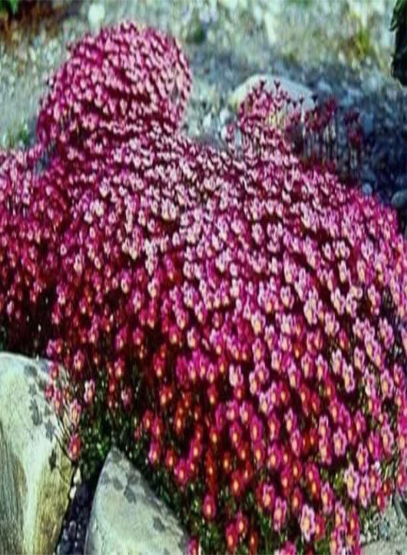 GGOOT 1 Pack of 90 seeds Saxifraga arendsii Purple Robe deep Carmine red