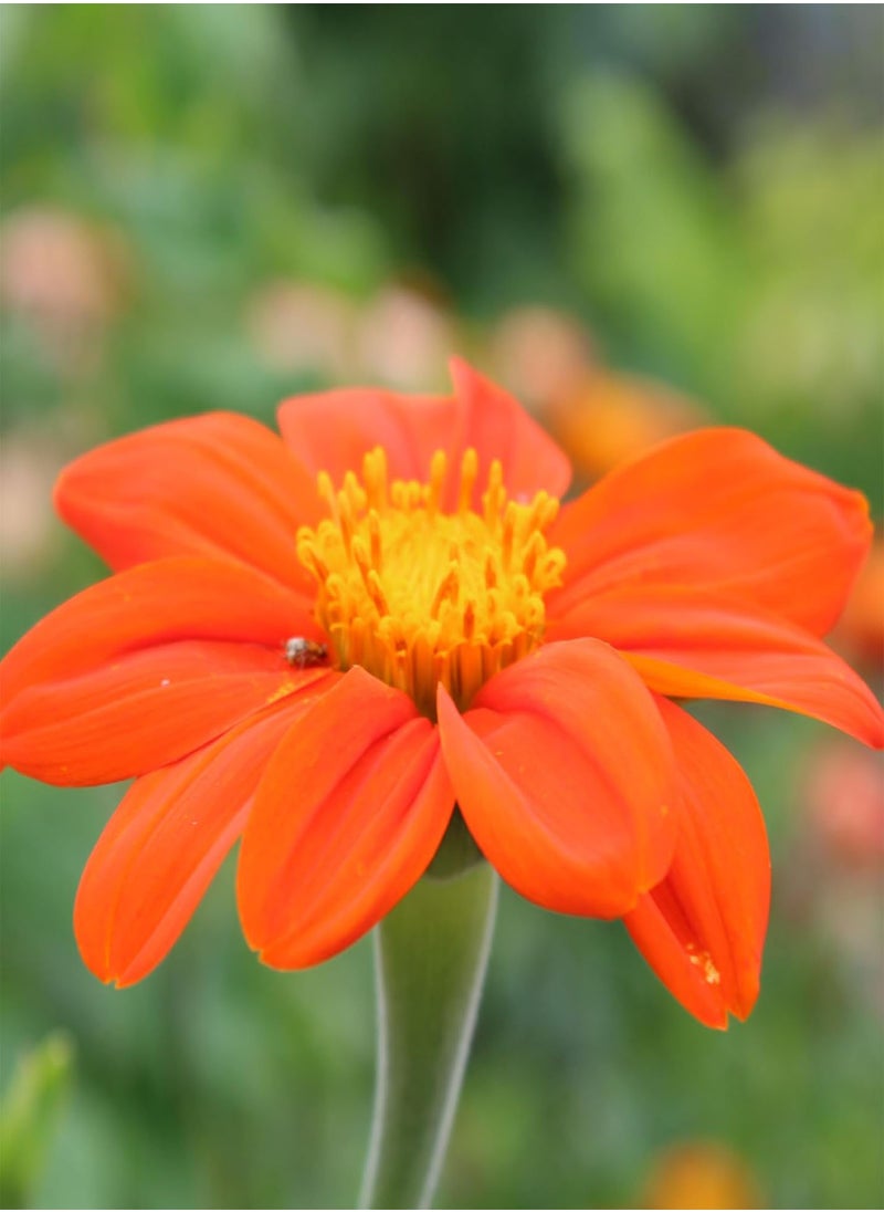 GGOOT - TITHONIA TORCH -  SUNFLOWER 2 GRAM ~ 240 SEEDS  - Image 2