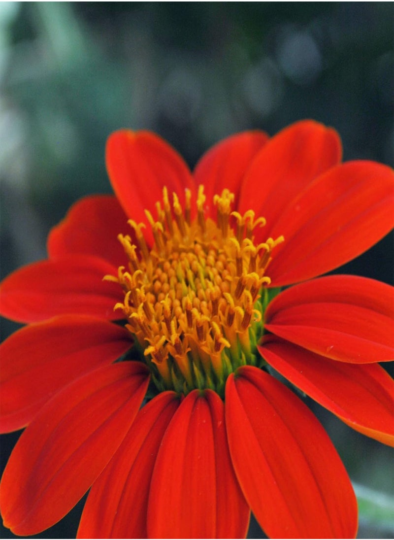 GGOOT - TITHONIA TORCH -  SUNFLOWER 2 GRAM ~ 240 SEEDS  - Image 1