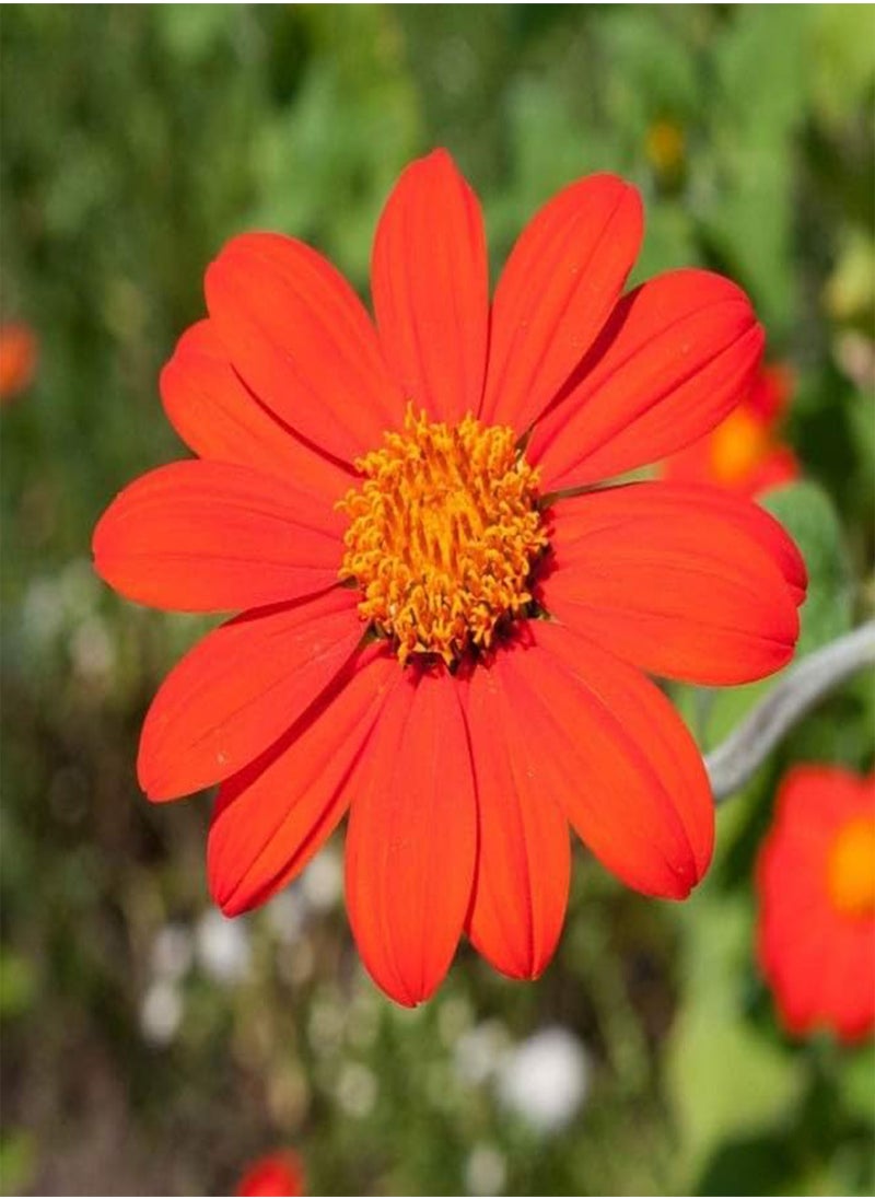 GGOOT - TITHONIA TORCH -  SUNFLOWER 2 GRAM ~ 240 SEEDS  - Image 3