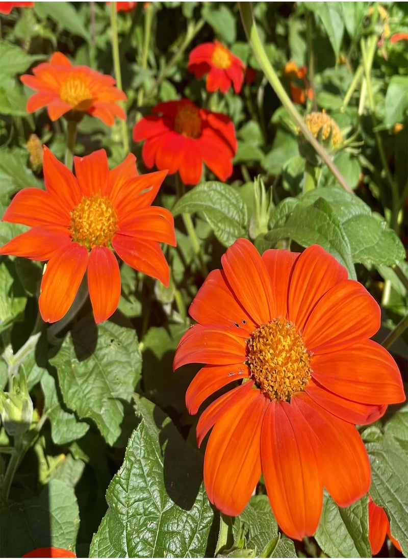 GGOOT - TITHONIA TORCH -  SUNFLOWER 2 GRAM ~ 240 SEEDS  - Image 4