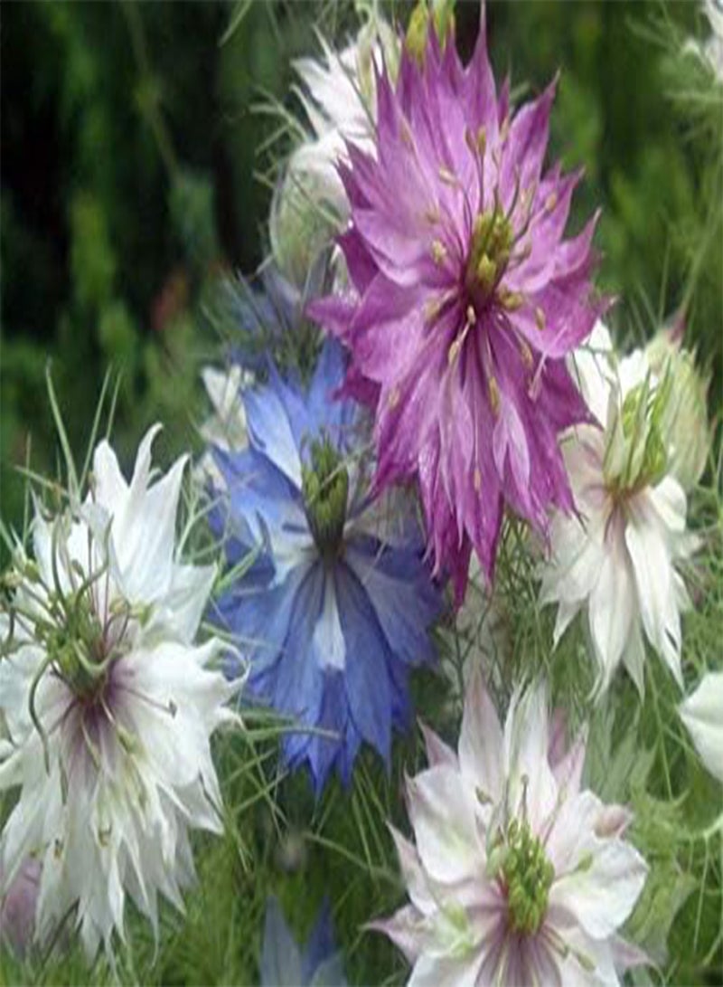 GGOOT FLOWER NIGELLA LOVE IN A MIST MISS JEKYLL MIX 8 GRAM ~ 3400  (ORGANIC) - BULK - Image 1