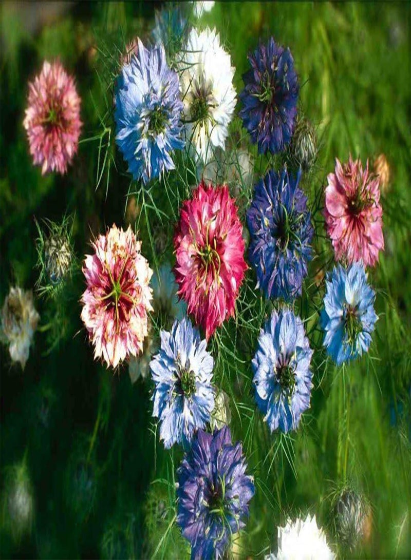 GGOOT FLOWER NIGELLA LOVE IN A MIST MISS JEKYLL MIX 8 GRAM ~ 3400  (ORGANIC) - BULK - Image 2