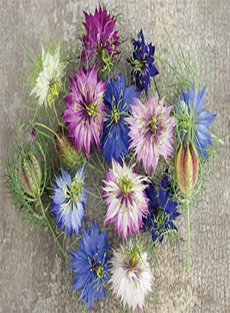 GGOOT FLOWER NIGELLA LOVE IN A MIST MISS JEKYLL MIX 8 GRAM ~ 3400  (ORGANIC) - BULK - Image 3