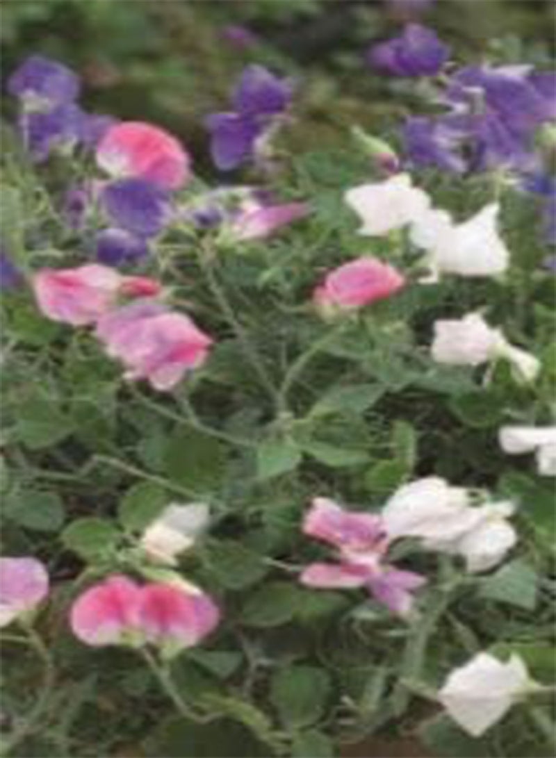 جي جوت 11 بذرة من بذور زهرة البازلاء الحلوة الصغيرة المختلطة، بذور زهور الحديقة البسيطة، ازرع زهورك الملونة بنفسك