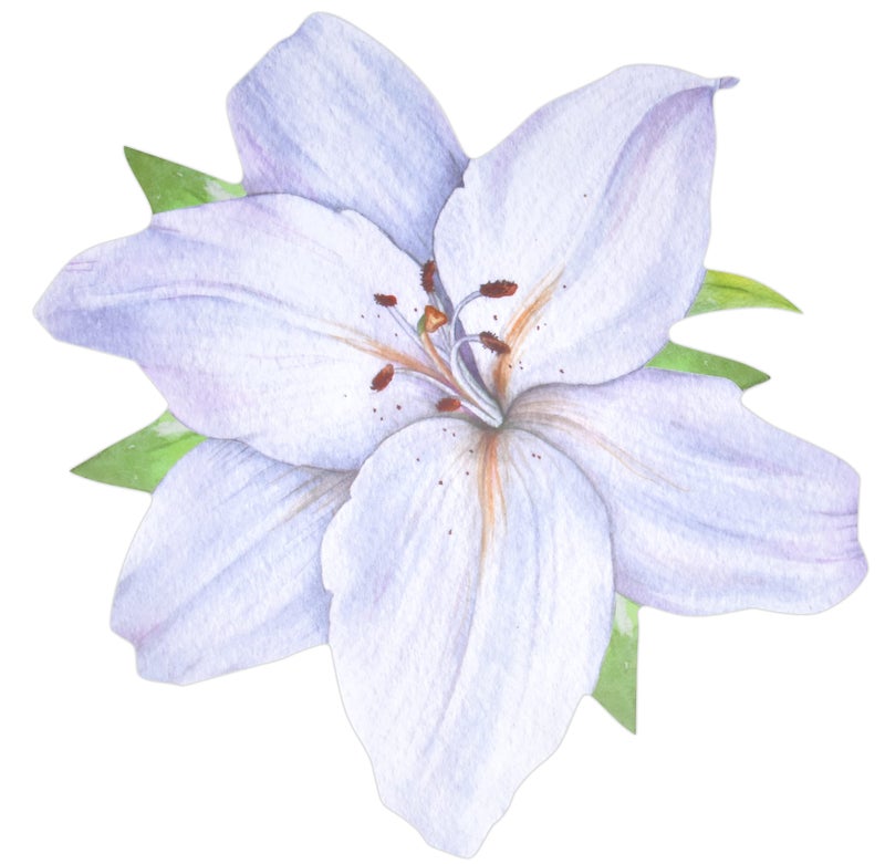 Gift Boutique Gift Boutique White Flower Paper Place Mats Disposable Shaped 13 Summer Lilly Magnolia Floral Charger Coated Placemat for Spring Flowers Dinner