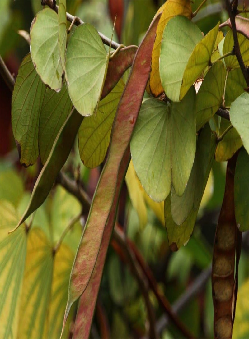 جي جوت مجموعة هدايا - شجرة قدم الجمل - 8 بذور - بوهينيا متنوعة - Image 5