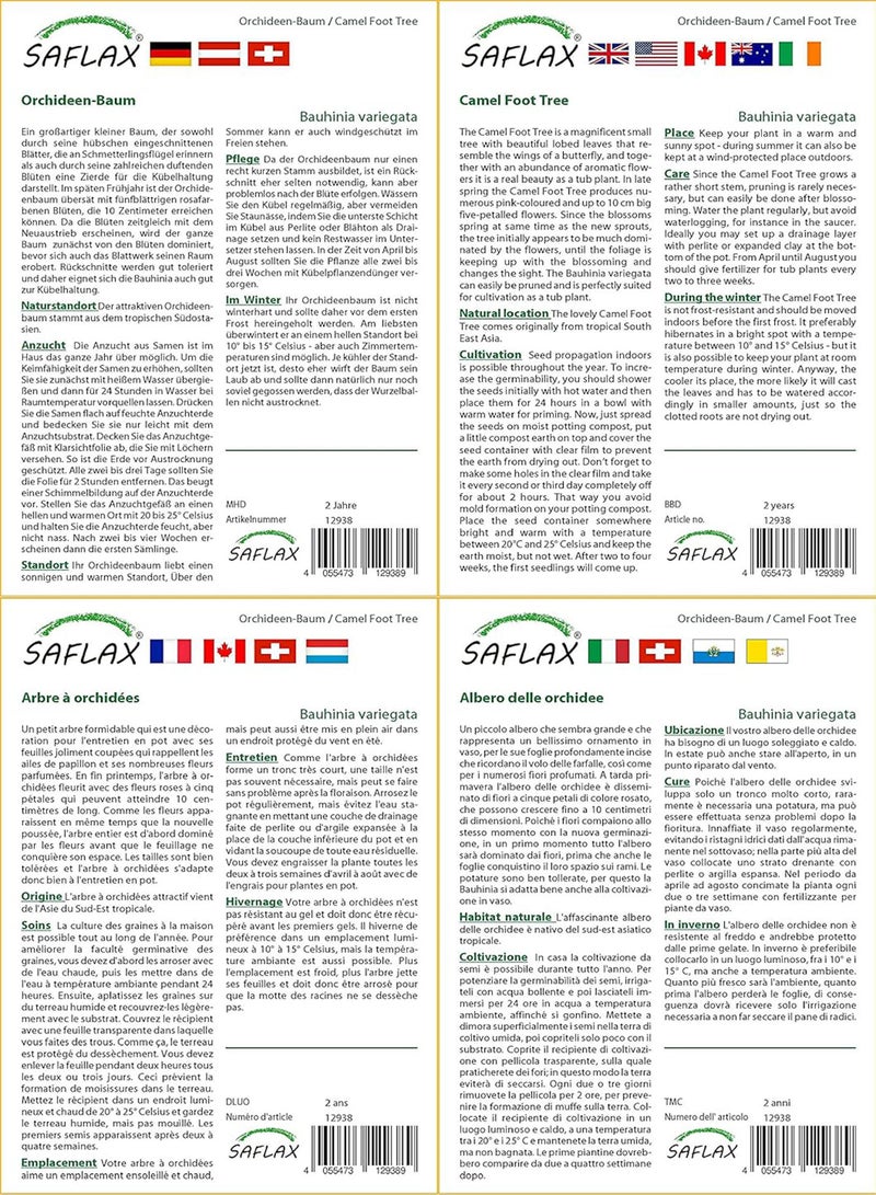 جي جوت مجموعة هدايا - شجرة قدم الجمل - 8 بذور - بوهينيا متنوعة - Image 3