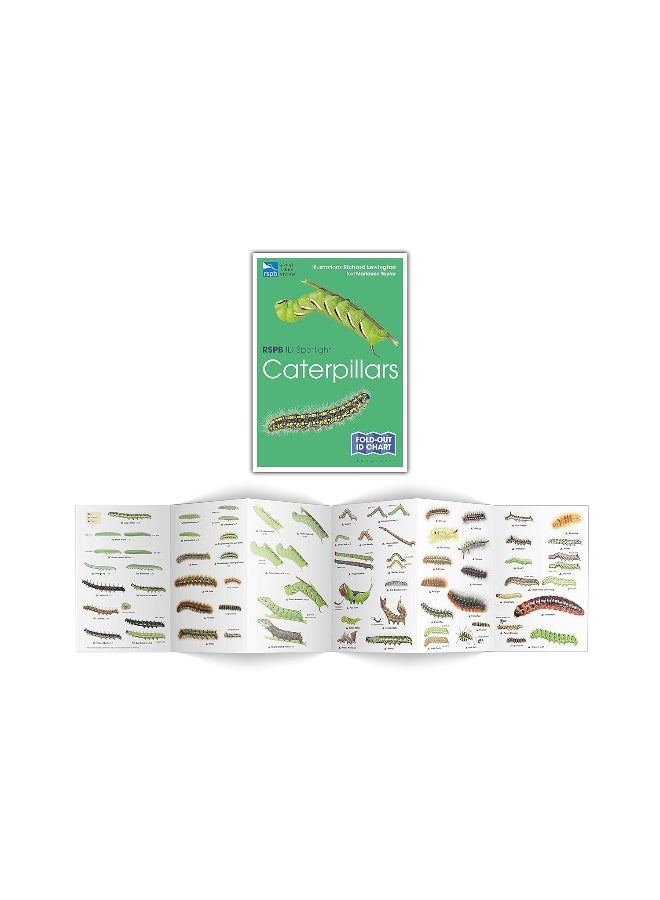 RSPB ID Spotlight - Caterpillars - Image 2