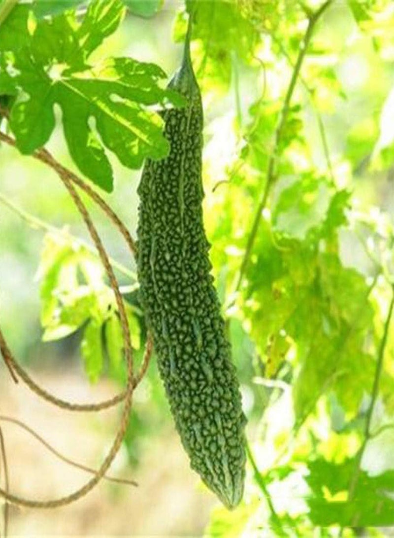 جي جوت 100 قطعة من بذور القرع المر، نبات كرمة إرثية غزير الإنتاج، أزهار صفراء، رائحة طيبة، ديكور، بيئة جميلة للزراعة في الهواء الطلق - Image 2