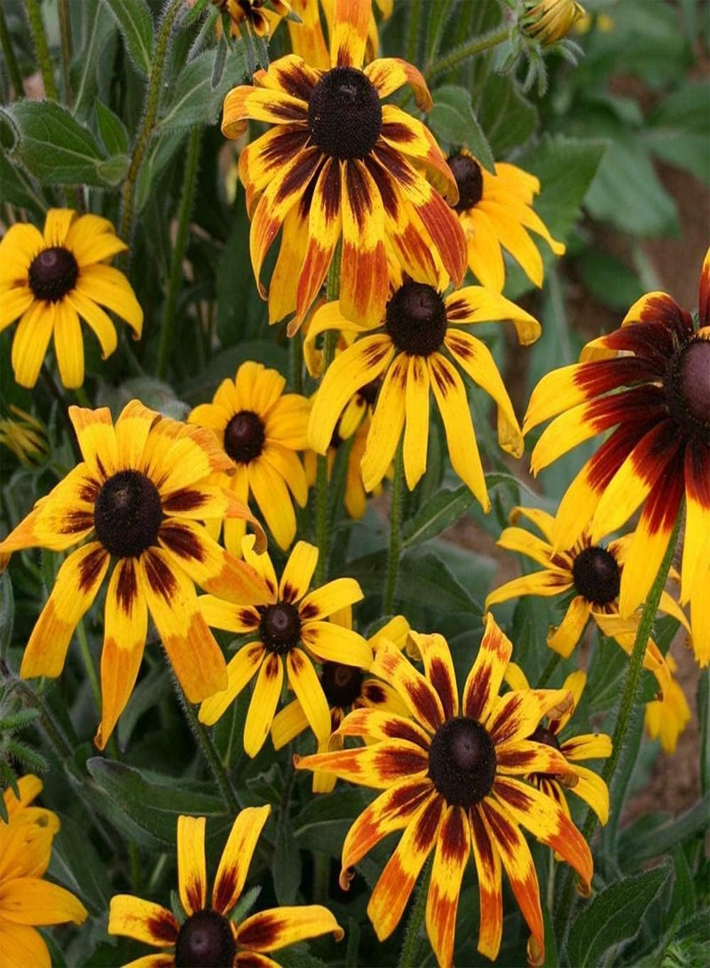 بذور زهرة رودبيكيا غلوريوسا ديزي المختلطة - بذور زهرة رودبيكيا هيرتا "غلوريوسا ديزي"، والمعروفة أيضًا باسم زهرة سوزان ذات العيون السوداء، للزراعة في الحدائق المنزلية باستخدام مشعل ثقيل، 500 بذرة