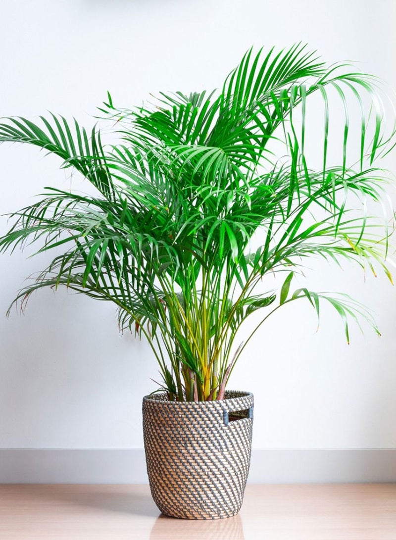 The Leaf Indoor Areca Palm from Holland - Image 2