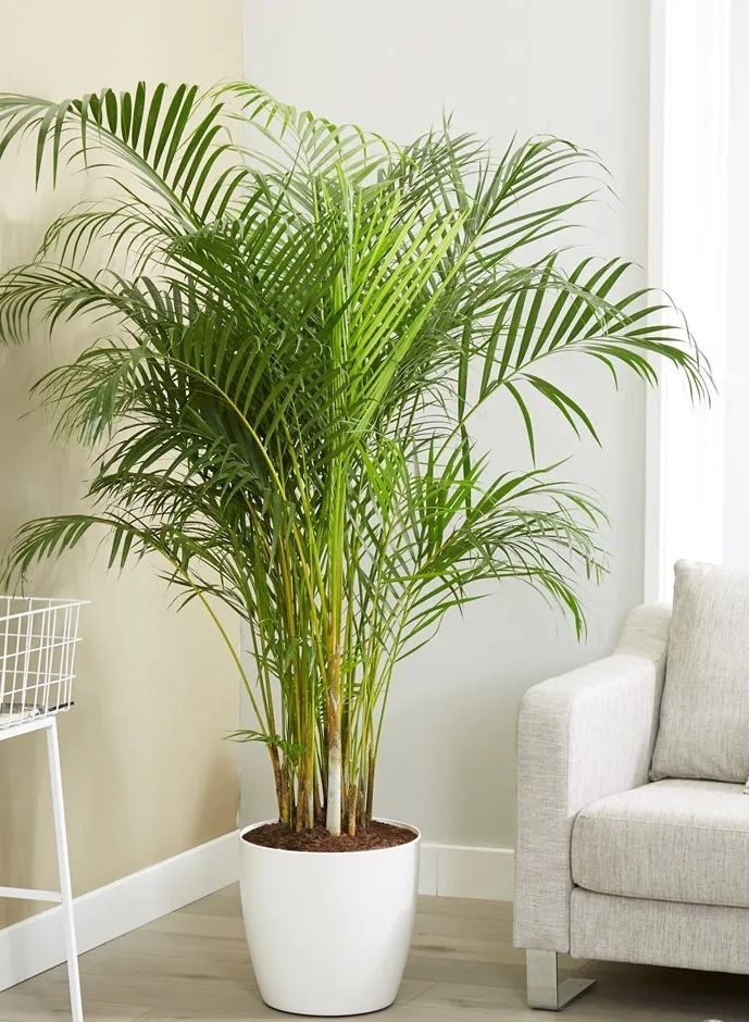 The Leaf Indoor Areca Palm from Holland - Image 3