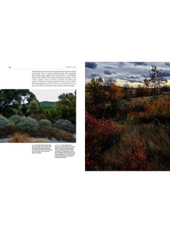 SHROUDED IN LIGHT: Naturalistic Planting Inspired by Wild Shrublands  - Image 2