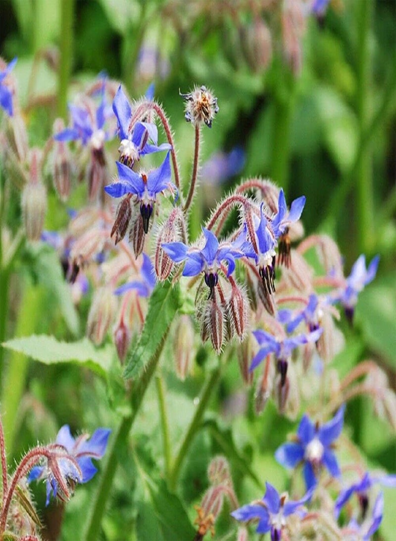 جي جوت بذور عشبة لسان الثور - Borago officinalis، والمعروفة أيضًا باسم زهرة النجمة، حوالي 1200 بذرة، زراعة في حديقة المنزل باستخدام شعلة ثقيلة، 1200 بذرة