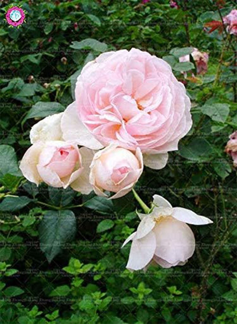 جي جوت بذور جديدة لزهرة الورد الإنجليزية مزدوجة البتلة، 100 قطعة، للزراعة، لونها وردي فاتح - Image 1