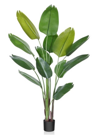 شجرة السائح