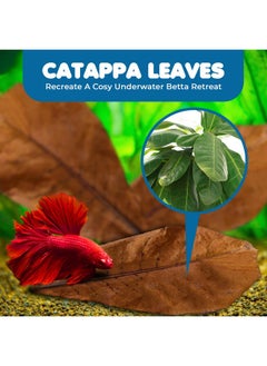 SunGrow SunGrow Betta Leaves, 8”, 10 Pcs Beneficial Large Catappa Indian Almond Leaves for Overall Development in Fish Tank Aquarium, Water Conditioner Leaves Lower pH  - Image 2