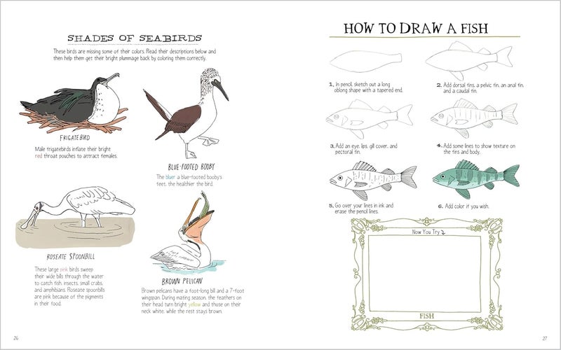 Julia Rothman's Ocean Anatomy Activity Book: Match-Ups, Word Puzzles, Quizzes, Mazes, Projects, Secret Codes + Lots More - Image 4