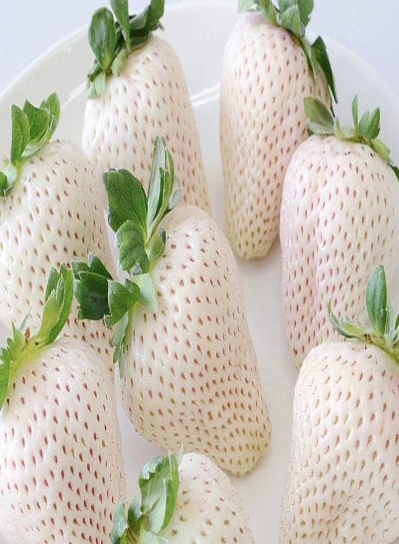 GGOOT 100pcs White Strawberry seeds Low Maintenance Vibrant Fruit Crop Easy Starter Beginners Trying Must Have Fruit for Entertaining Guests - Image 1