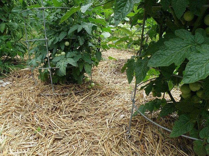 Double F Farms قش طبيعي 100% ممتاز لتغذية الحيوانات، نشارة الحدائق، السماد والأسمدة، وتغطية العشب (1 رطل) - Image 1