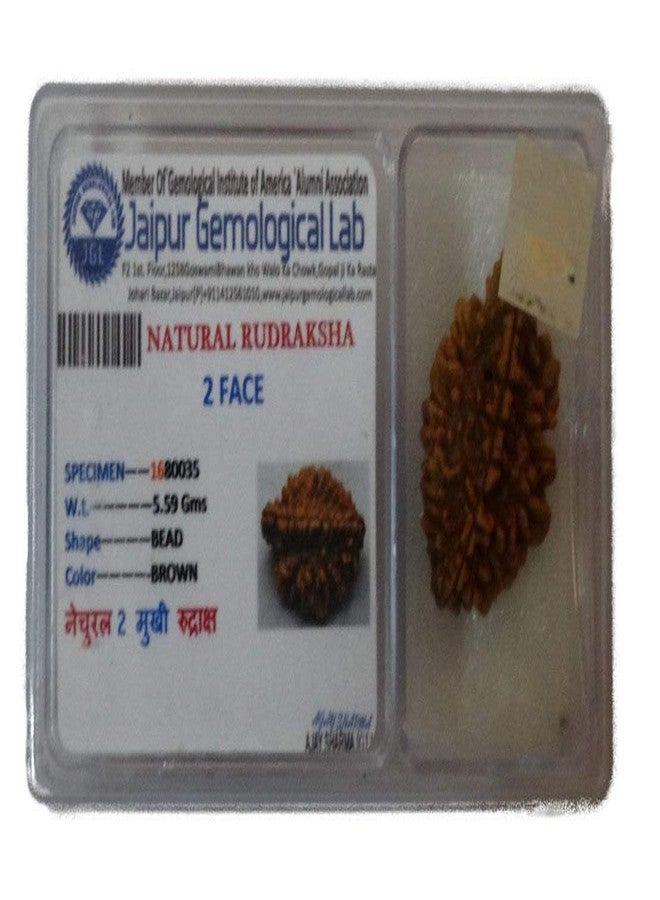 Maalavya 2 Mukhi Rudraksha with Certificate
