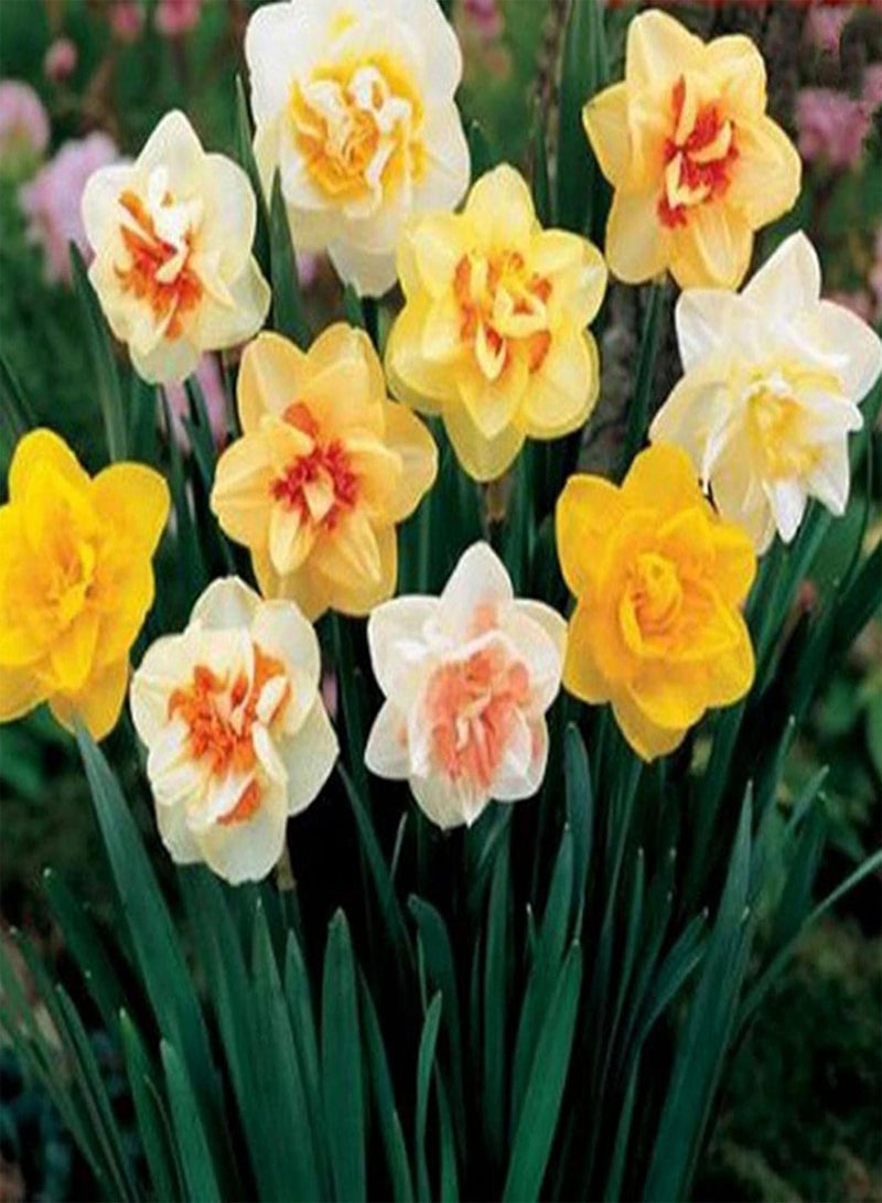 seeds 400Pcs Mixed Daffodils Seeds Spring Flowering Perennial Flower Home Wedding Garden Decor Mix Color Daffodil Seeds