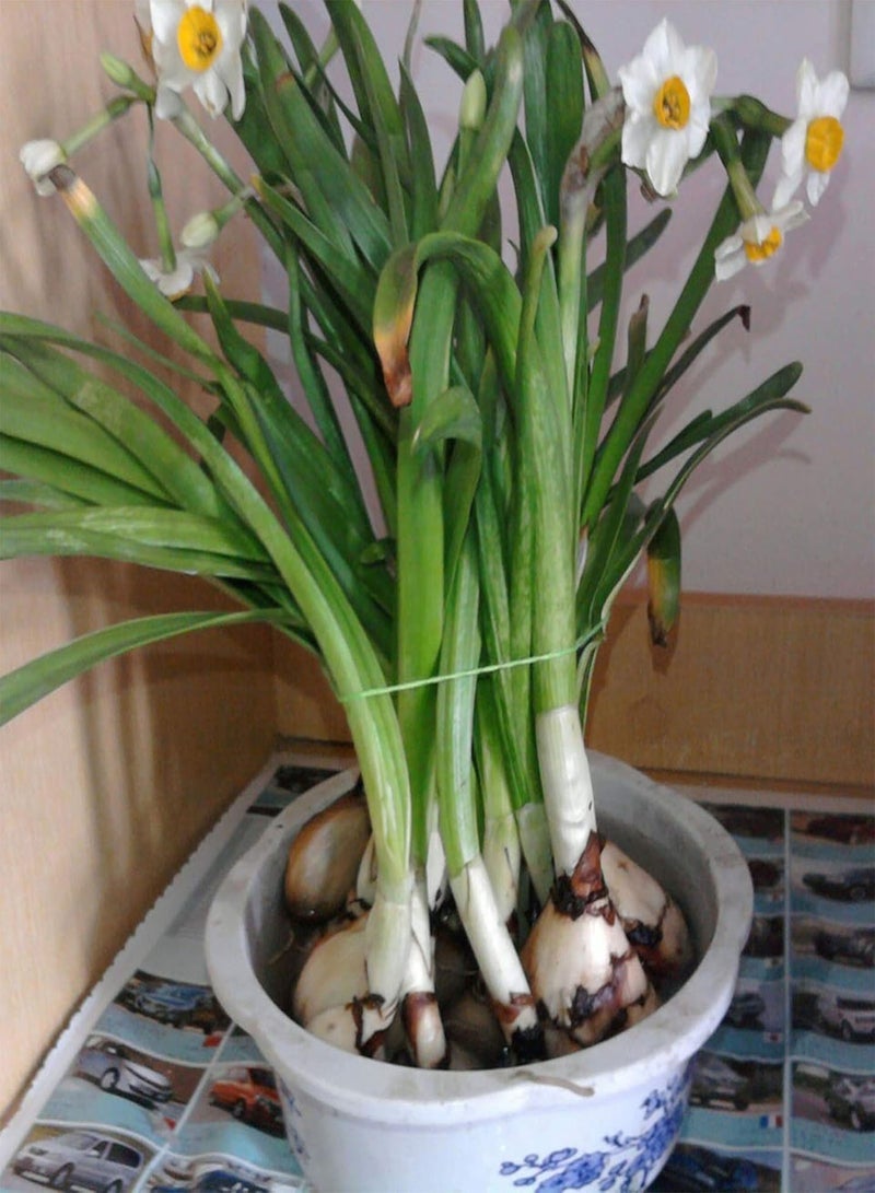 seeds 400Pcs Mixed Daffodils Seeds Spring Flowering Perennial Flower Home Wedding Garden Decor Mix Color Daffodil Seeds