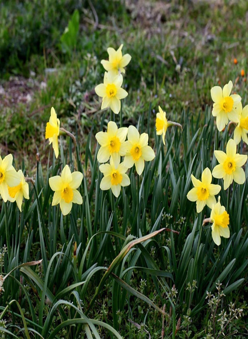 seeds 400Pcs Mixed Daffodils Seeds Spring Flowering Perennial Flower Home Wedding Garden Decor Mix Color Daffodil Seeds