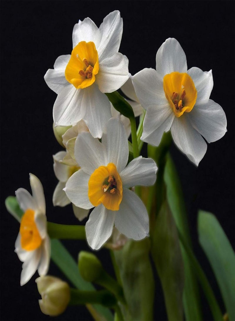 seeds 400Pcs Mixed Daffodils Seeds Spring Flowering Perennial Flower Home Wedding Garden Decor Mix Color Daffodil Seeds