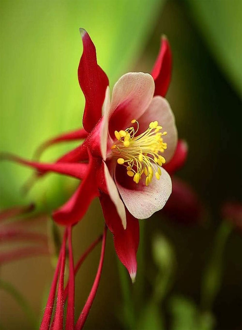 GGOOT 100pcs Aquilegia Seeds Red and White Double Flower Fragrant Bloom Perennial Heirloom Columbine Flowers for Courtyard Terrace Planting Suitable for Novice Gardener Family Gardening - Image 2