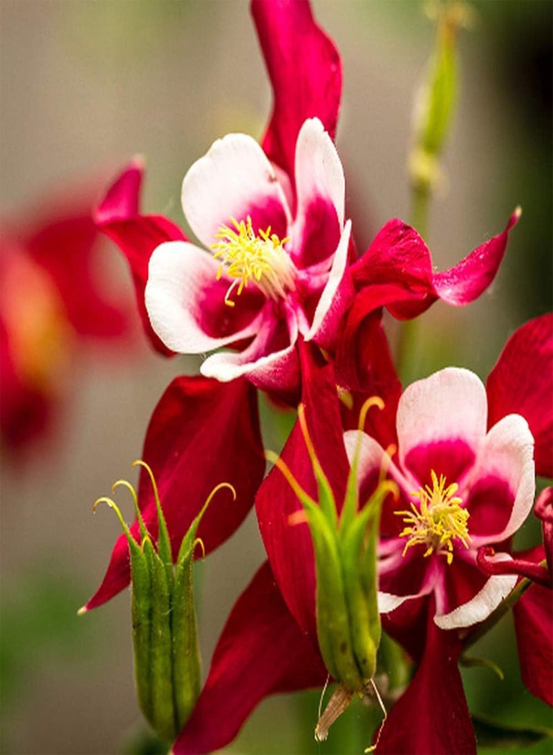 GGOOT 100pcs Aquilegia Seeds Red and White Double Flower Fragrant Bloom Perennial Heirloom Columbine Flowers for Courtyard Terrace Planting Suitable for Novice Gardener Family Gardening - Image 1