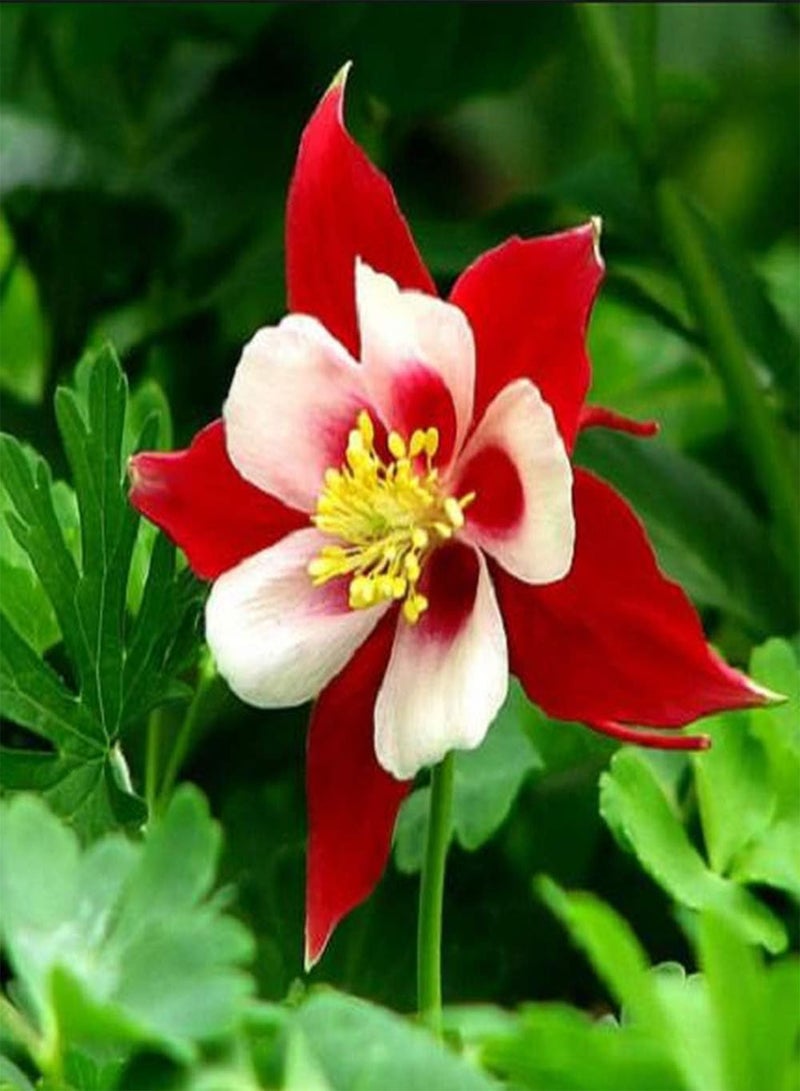 GGOOT 100pcs Aquilegia Seeds Red and White Double Flower Fragrant Bloom Perennial Heirloom Columbine Flowers for Courtyard Terrace Planting Suitable for Novice Gardener Family Gardening - Image 3