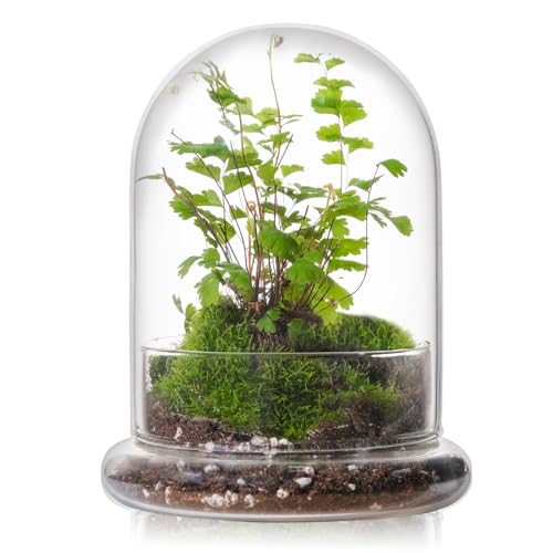 WHJY 6 inches Glass Cloche for Indoor Plants Small Terrarium Glass Cloche with Base Mini Cloche Dome with Base for Display Home Decor - Image 1