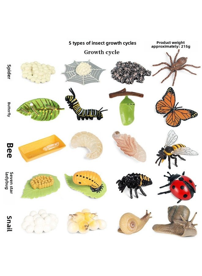 Children's Cognitive Simulation Wild Animal Model Toy Jungle Thorn Group Hedgehog Mouse Burr Stealing Melon Badger Hedgehog Ornaments-Color:Insect Growth Cycle 5 Models Suit  - Image 1