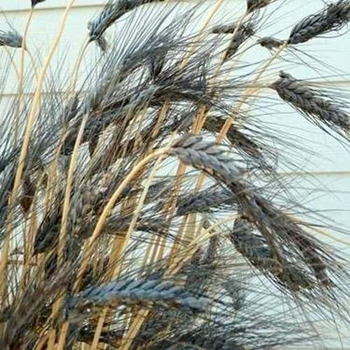 GREEN WORLD Black Wheat Seeds For Farming Or Agriculture (1 Kg Seeds) - Image 2