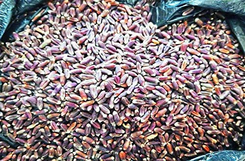 GREEN WORLD Black Wheat Seeds For Farming Or Agriculture (1 Kg Seeds) - Image 4