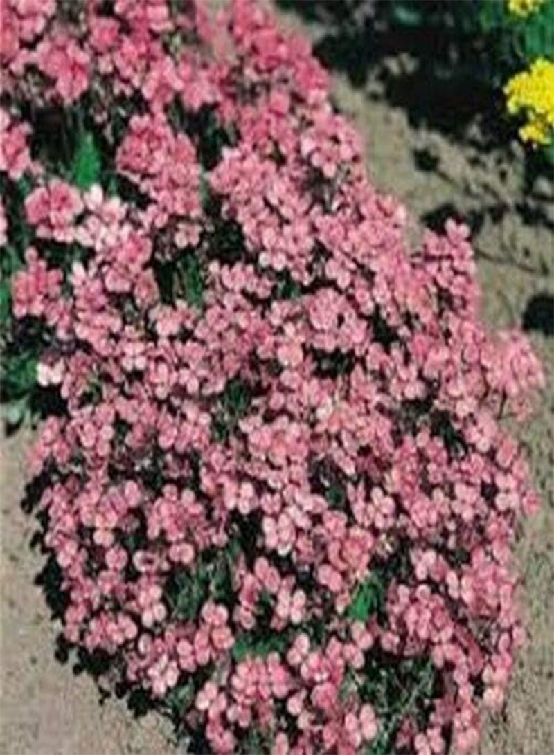 جي جوت جرجير الصخور - ألبينا روزيا - أرابيس - 50 بذرة - Image 2