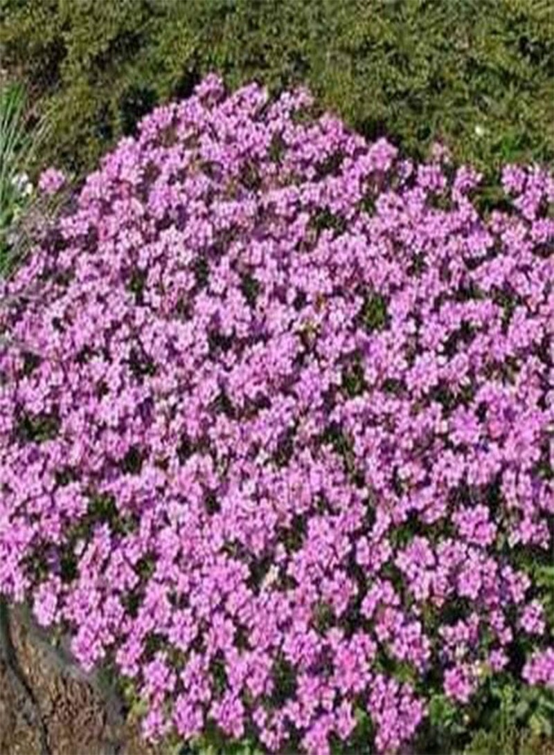 جي جوت جرجير الصخور - ألبينا روزيا - أرابيس - 50 بذرة - Image 1