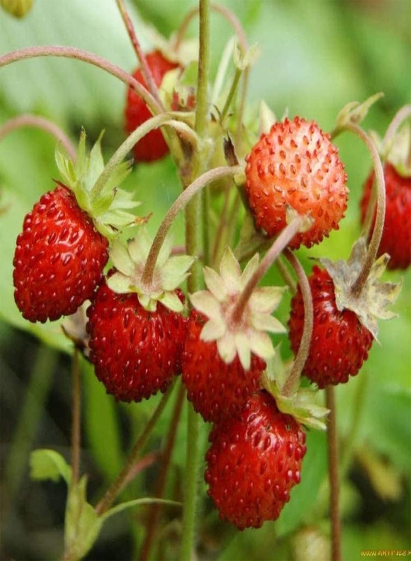 GGOOT 100Pcs Wild Strawberry Seeds Growing Kit Balcony Bonsai Planting Fruit Plant Seedlings Seeds 1size - Image 2