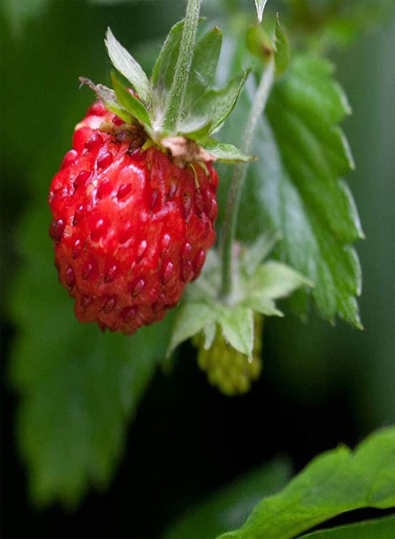 GGOOT 100Pcs Wild Strawberry Seeds Growing Kit Balcony Bonsai Planting Fruit Plant Seedlings Seeds 1size - Image 4