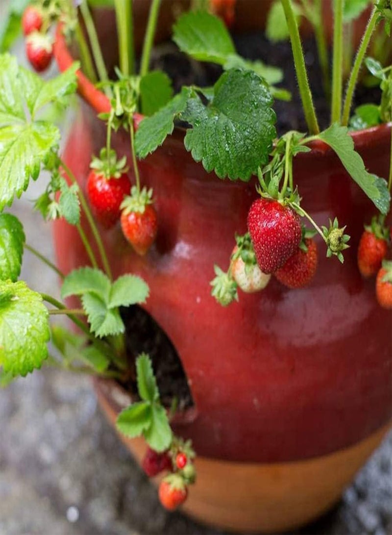 GGOOT 100Pcs Wild Strawberry Seeds Growing Kit Balcony Bonsai Planting Fruit Plant Seedlings Seeds 1size - Image 5