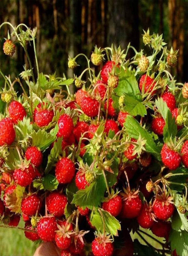 GGOOT 100Pcs Wild Strawberry Seeds Growing Kit Balcony Bonsai Planting Fruit Plant Seedlings Seeds 1size - Image 3