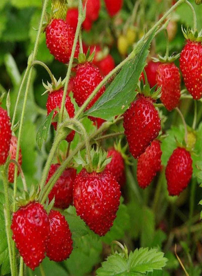 GGOOT 100Pcs Wild Strawberry Seeds Growing Kit Balcony Bonsai Planting Fruit Plant Seedlings Seeds 1size - Image 1
