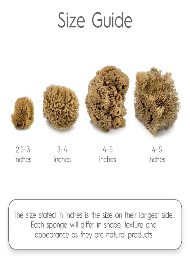 Naroa Artist Natural Sea Sponges for Painting 4 Pack | Unique Tool Set Unbleached | Great for Artists & Children | Acrylic, Watercolor, Marbling, Texturing, Pottery, Ceramics - Image 3
