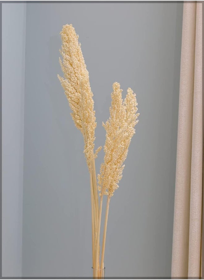 Yatai Pack Of 2 Natural Dried Sorghum Flower Spray Preserved Plants Flower Branches Wholesale Dried Flowers For Home Table Vase Centerpiece Festival Ornament Wedding Party Decoration (White) - pzsku/Z07140936FE7B9F28E149Z/45/_/1716820454/e599d03b-fc89-406e-be44-4fc58dddd681