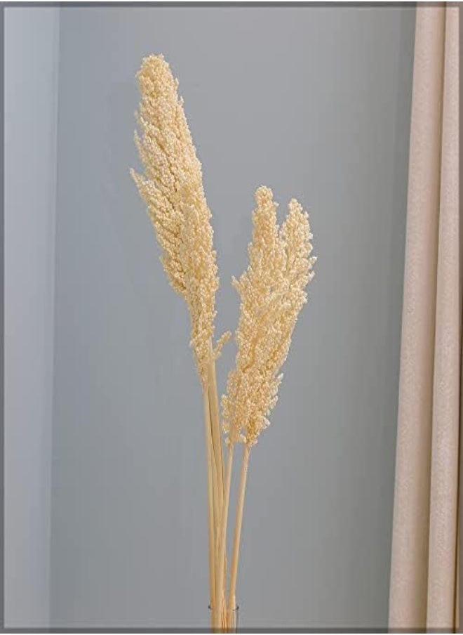 Yatai Pack Of 2 Natural Dried Sorghum Flower Spray Preserved Plants Flower Branches Wholesale Dried Flowers For Home Table Vase Centerpiece Festival Ornament Wedding Party Decoration (White) - pzsku/Z07140936FE7B9F28E149Z/45/_/1716820457/b0d4dbce-e8c6-4134-bd0d-f7a61d12a40b