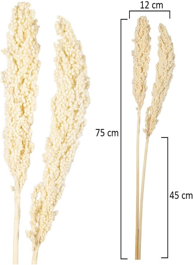 Yatai Pack Of 2 Natural Dried Sorghum Flower Spray Preserved Plants Flower Branches Wholesale Dried Flowers For Home Table Vase Centerpiece Festival Ornament Wedding Party Decoration (White) - pzsku/Z07140936FE7B9F28E149Z/45/_/1716820485/05eed637-ae7e-466f-9de8-f028e948c5a3