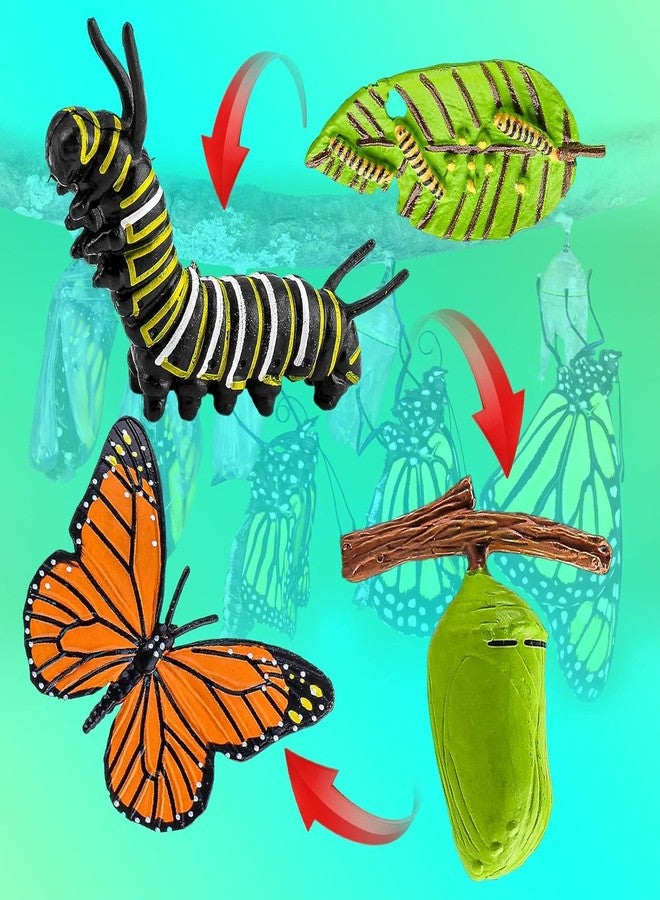 TARINI Insect Figurines Life Cycle of Butterflies Growth Model, 4 Pcs Preschool Learning Teaching Insect Growth Cycle Model Toy Realistic Animal Figures Education Stage Props - Image 3